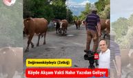 Değirmenliköy’de Nahır Heyecanı! Köylüler Hayvanlarını Böyle Karşılıyor