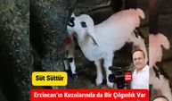 Kuzuların Doğal Sevgisi ❤️ İki Kuzu İnekten Besleniyor