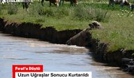Erzincan'da Fırat'a Düşen Dana Son Anda Kurtarıldı | O Anlar Kamerada