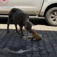 ERZİNCAN