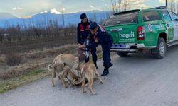 Erzincan Jandarma Doğaya Yem Bıraktı