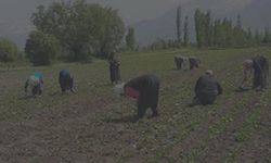 Erzincan'a Dışardan Gelen Tarım İşçileri Kaza Geçirdi