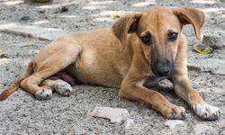 Erzincan Köpek İtlafı ile Gündeme Düştü Belediye Açıklama Yaptı