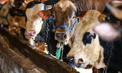 Erzincan’da Kurban Kesim Noktaları Açıklandı