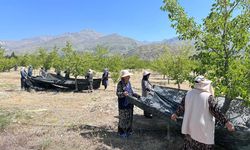 Erzincan’da Dut Hasadı Zamanı