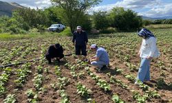 Erzincan Çiftçisine Tohum ve Fide Sağlandı