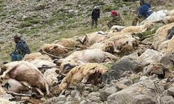 Tunceli'de Koyunlara Yıldırım İsabet Etti