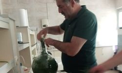 Çakşır Bitkisi İle İlgili Ödüllü Proje Hayata Geçiyor