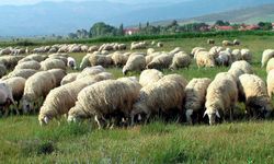Koyunculuk Yapan Vatandaşlara Kredi Desteği