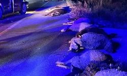 Erzurum - Erzincan Karayolunda Otomobil Koyunlara Çarptı