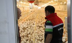 Ganiefendi’de 55 Bin Başlık Broiler Çiftliği Kuruldu
