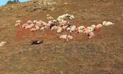 Tunceli'de Koyunlara Yine Yıldırım Düştü