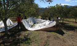 Kemah’ta 35 Bin Ceviz Ağacıyla Örnek Yatırım