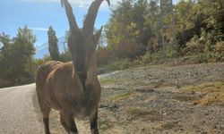 Yaralı Dağ Keçisi Tepecik Köyü’nde Bulundu — Ekipler Hemen Harekete Geçti
