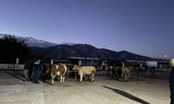 Erzincan Canlı Hayvan Pazarı Yeniden Açıldı