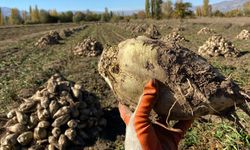 Erzincan’da Şeker Pancarı Hasadı Başladı