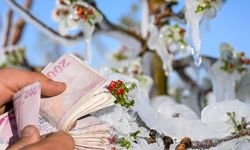 Zirai Don Zararları İçin Üreticilere Destek Ödemesi Yapılmaya Başlandı