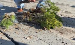 Erzincan’da Ücretsiz Fidan Dağıtımı Yoğun İlgi Gördü