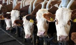 Büyükbaş ve Küçükbaş Destekleri İçin Son Başvuru 1 Aralık 2025