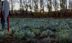 Kelkit’te Lahana Hırsızlığı Köylüleri Mağdur Etti