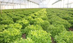 Erzincan Yeniköy’de Marul Hasadı Başladı: Genç Üretici Fatih Tahtalı’ya İl Tarım’dan Ziyaret