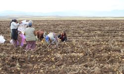 Erzincan Tercan’da Kışlık Patates Hasadı Başladı