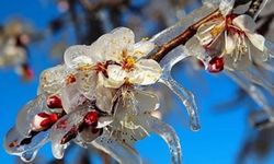 Zirai Don Mağdurlarına Ödeme Yapıldı