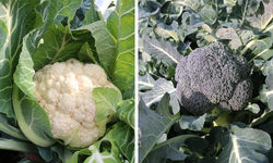 Erzincan’da Aralık Ayında Sebze Hasadı