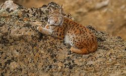 Tunceli’nin Nadir Vaşağı Objektife Takıldı