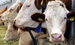 Erzincan’da Besilik Erkek Sığır Desteği Başvuruları Başladı