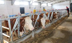 Denizdamı’nda Modern Hayvancılık Tesisi Kuruldu