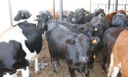 İthal Besilik Hayvan Başvuruları İçin Askı İcmalleri Yayınlandı