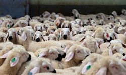 Erzincan’da Çiftçilere Küçükbaş Hayvan Desteği