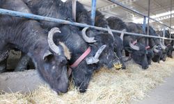 Erzincan’da Yem Bitkilerinde Büyük Artış