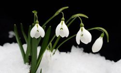 Kardelen Koparmanın Cezası 699 Bin TL Oldu