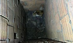 Erzincan’da Havalandırma Boşluğuna Düşen Kedi Kurtarıldı