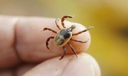 Kelkit ve Çevresinde Kene Vakaları Artıyor