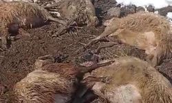 Kemah’ta Şüpheli Toplu Koyun Ölümleri: Üretici Büyük Zararda