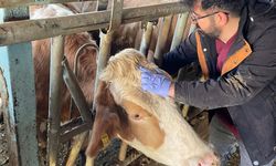 Kemaliye’de Hayvan Hastalıklarına Karşı Çalışma Yapıldı