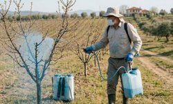 Meyve Ağaçları İçin Bordo Bulamacı Zamanı Geldi
