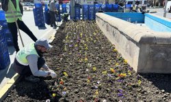 Erzincan’da Bahar Mesaisi: Ana Arterler Rengarenk Çiçeklerle Süsleniyor
