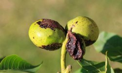 Ceviz Üreticilerine Kritik Uyarı