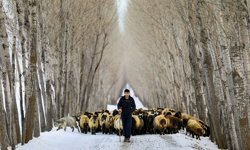 Kırsalda Bereket Küçükbaşa Destek Projesi Başvuruları Başladı