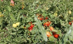 Erzincan’da Üreticiye %50 Hibeli Domates Fidesi Desteği