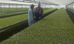 Seralarda Fide Kontrolü Sürüyor