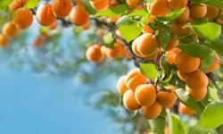 Uzmanlar Kayısı Üreticilerine Kritik Uyarıda Bulundu