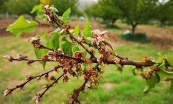Kayısı Üreticilerine Monilya Hastalığı Uyarısı