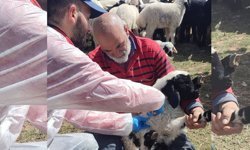 Kemah'ta Küpeleme ve Aşılama Çalışmaları Yapıldı