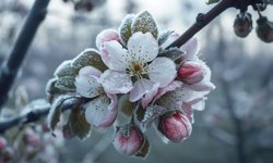 Üreticilere Zirai Don Uyarısı