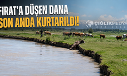 Erzincan’da Fırat Nehri’ne Düşen Dana Son Anda Kurtarıldı